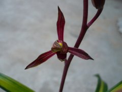 ʮ���彫����̬���ϲ�ҵ��չ�Ļƽ�ʱ��